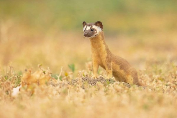 In che modo la scelta di un sistema di frenata ad alte prestazioni può influenzare la sicurezza in condizioni di pioggia intensa?