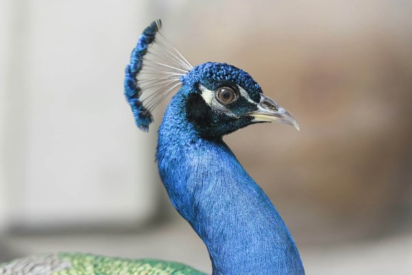 Quali sono i segreti per indossare con eleganza un cappello a tesa larga?